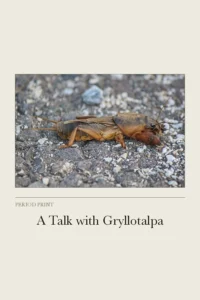 A Talk with Gryllotalpa cover