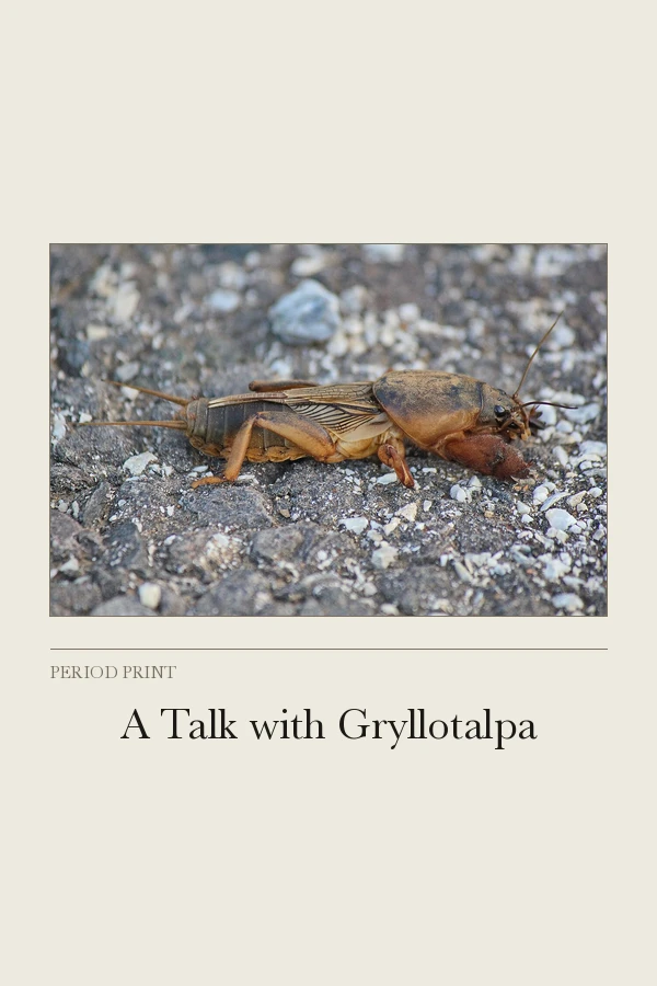 A Talk with Gryllotalpa cover