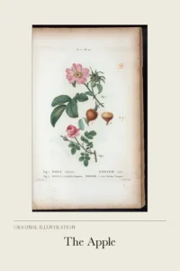 The Apple cover