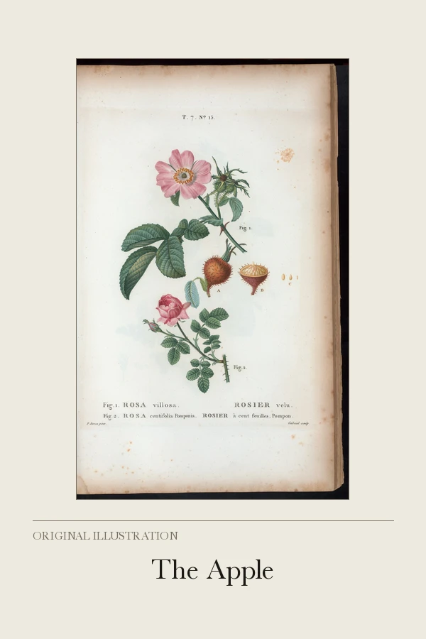 The Apple cover